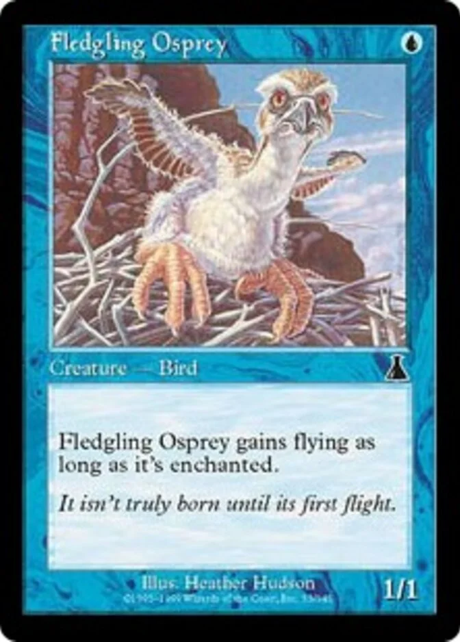 Fledgling Osprey [UD]