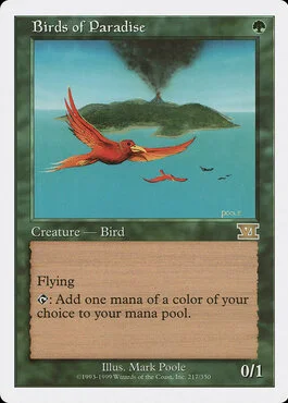 Birds of Paradise