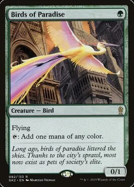Birds of Paradise